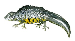 Salamander - kyststien, akvarel