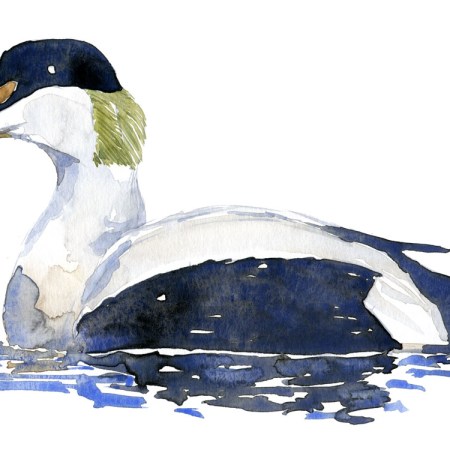 Tegning af Edderfugl