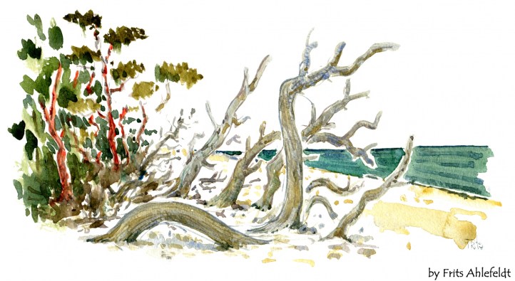 Træer på strand, akvarel af Frits Ahlefeldt